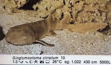 Ginglymostoma cirratum